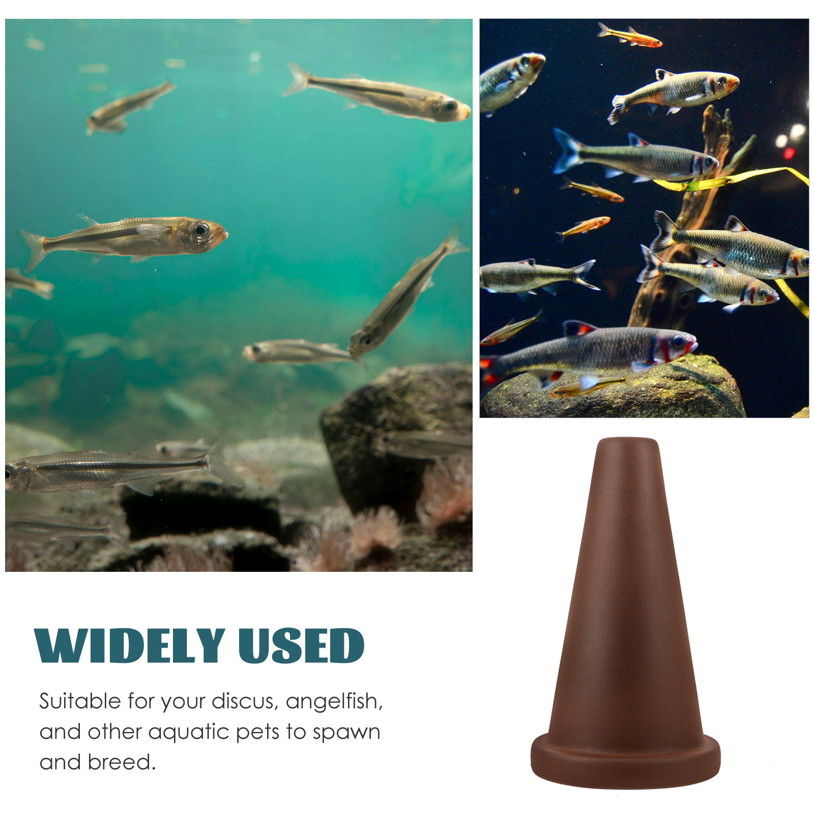 Aquarium Breeding Cone Fish Sp - огляд і ціна Aquarium Fish Discus